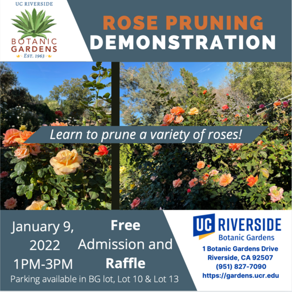 Rose Pruning Demo Ucr Botanic Gardens Rose Pruning Demo Ucr Botanic Gardens